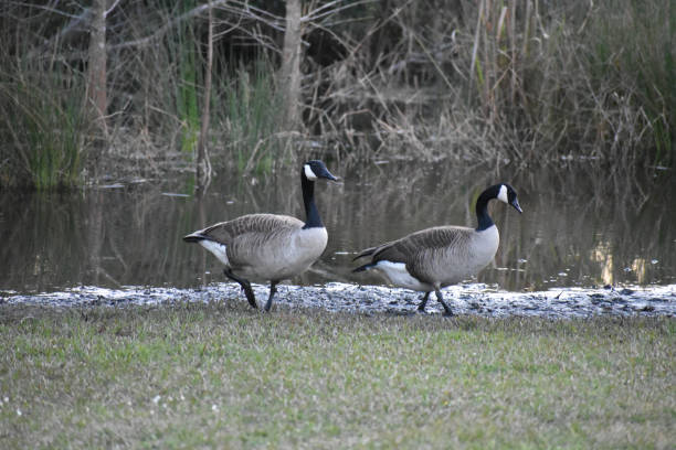 istock Birds with black heads 1143761135