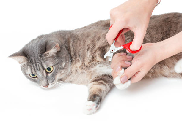 istock Woman cuts claws using veterinar scissors to her pet cat on white background 1143761831