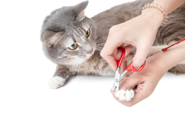 Woman cuts claws using veterinar scissors to her pet cat on white background Woman cuts claws using veterinar scissors to her pet cat on white background animal arm photos stock pictures, royalty-free photos & images