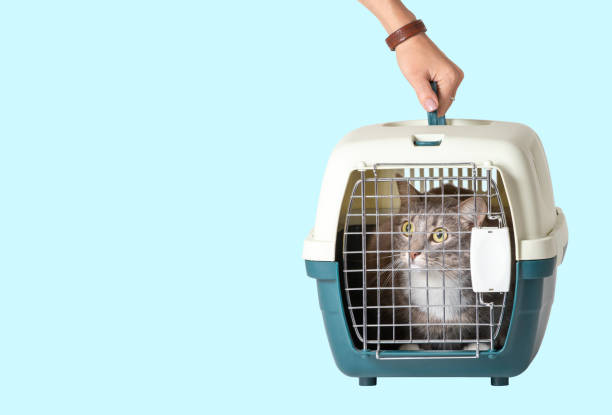 gato carreg da mão em uma gaiola na clínica veterinária isolada no fundo colorido - caixa para transporte de animal de estimação - fotografias e filmes do acervo