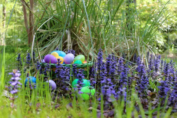 A Spring Easter basket with plastic eggs inside and spilling out onto foreground. Ajuga blooms and various grasses are featured in the surroundings.