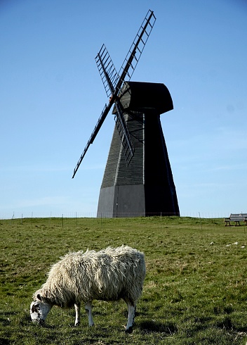 Rottingdean Windmill , East Sussex, England  UK.  sheep grazing in foreground.