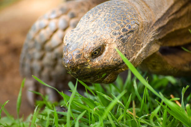 A close-up portrait of a desert tortoise about to eat grass.