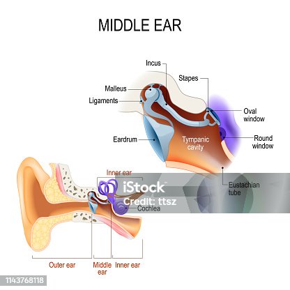 istock Middle ear. Three ossicles: malleus, incus, and stapes (hammer, anvil, and stirrup) 1143768118