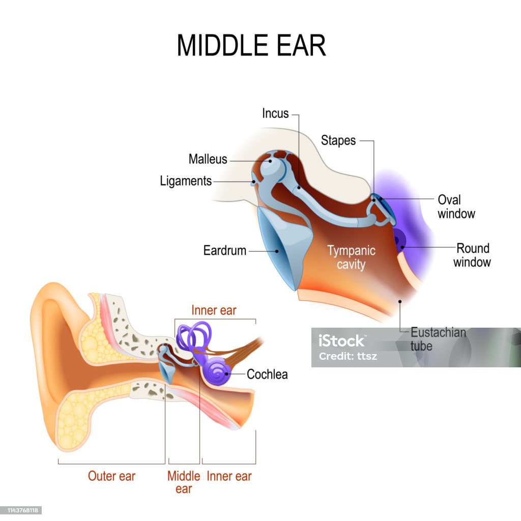 Middle ear. Three ossicles: malleus, incus, and stapes (hammer, anvil, and stirrup) diagram of the anatomy of the human ear. Three ossicles: malleus, incus, and stapes (hammer, anvil, and stirrup). The ossicles directly couple sound energy from the ear drum to the oval window of the cochlea. Detailed illustration for educational, medical, biological, and scientific use Ear stock vector