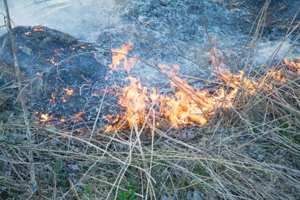 istock Burning old dry grass in garden 1143771039