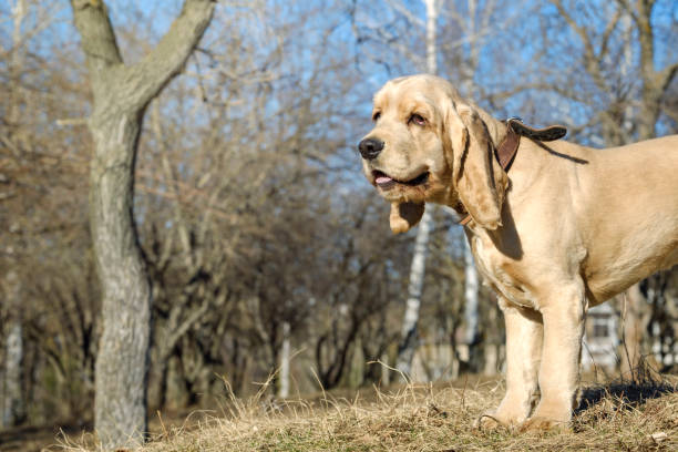 istock English Cocker Spaniel puppy walking in the park 1143774224