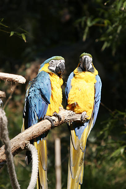 istock couple of parrot 114377505