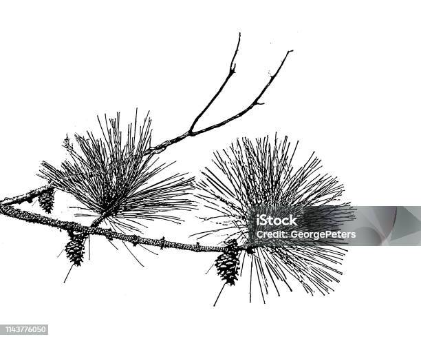 Pine Bough And Pine Cones Stock Illustration - Download Image Now - Branch - Plant Part, Mezzotint, Needle - Plant Part