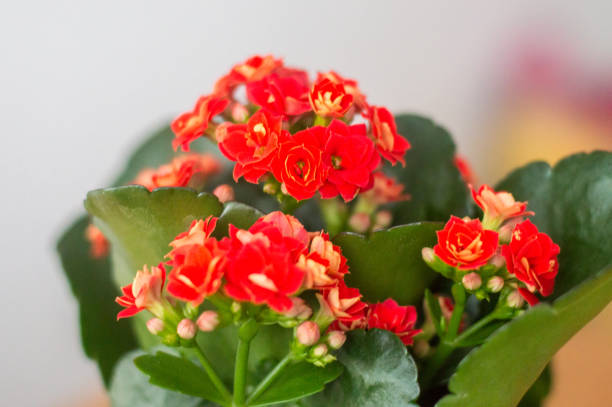 istock Red Kalanchoe blossfeldiana herbaceous flowers. 1143776644