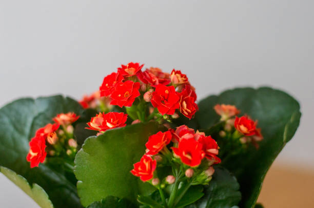 Red Kalanchoe blossfeldiana herbaceous.