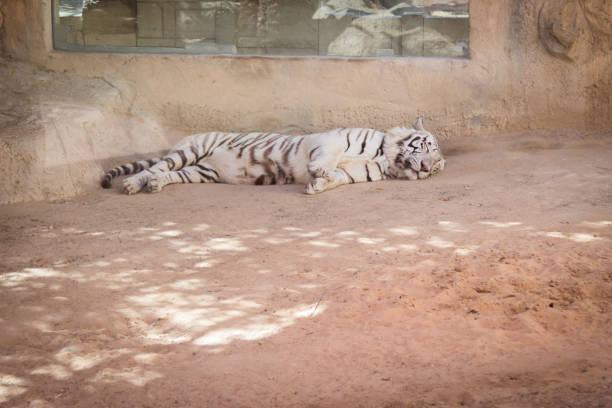 istock Rare white tiger species lying down on the sand 1143777579