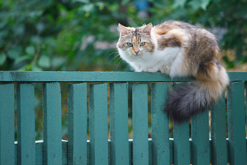 cat sitting on a green fence