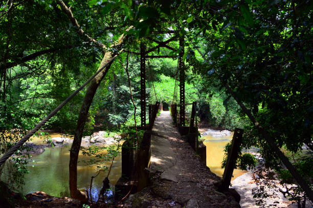 hängebrücke über den osun river-osun-osogbo sacred grove, osogbo, osun state, nigeria - sacred site stock-fotos und bilder