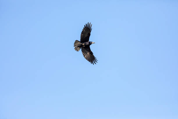 istock Black Raven Flying in a Blue Sky. 1143780898