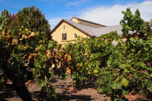 Beautiful California Winery