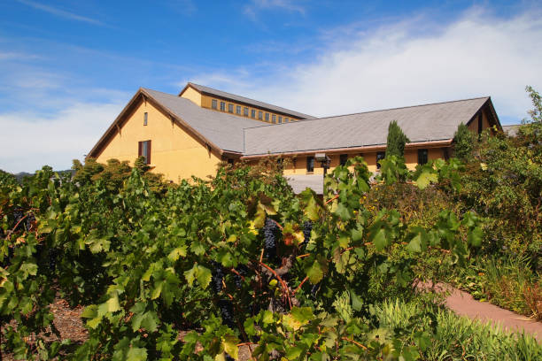 istock Beautiful California Winery 1143781002