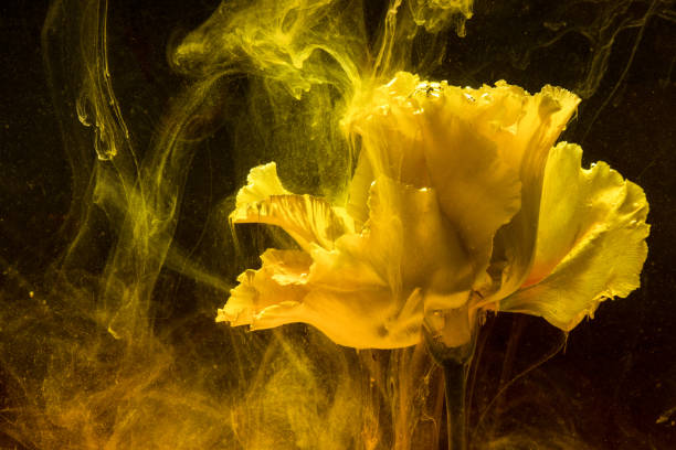 istock Flower in colourful water 1143781125