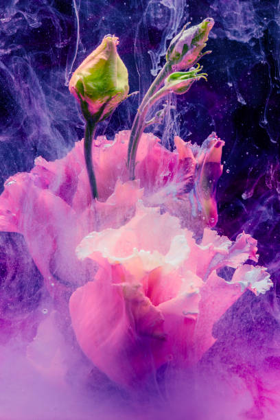 istock Flower in colourful water 1143781636