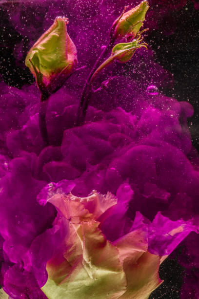 istock Flower in colourful water 1143782171