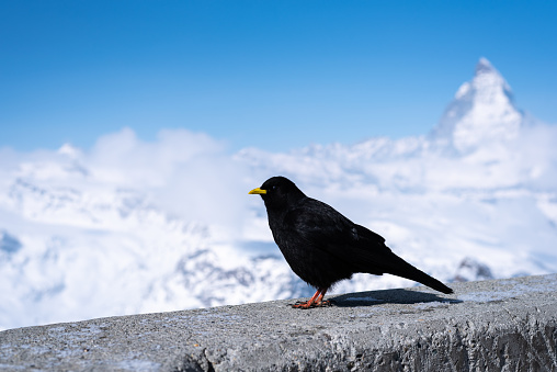 Crow in front of Matterhorn