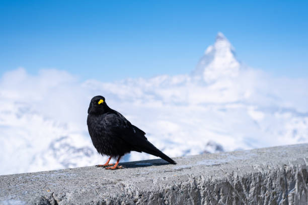 istock Crow in front of Matterhorn 1143783612