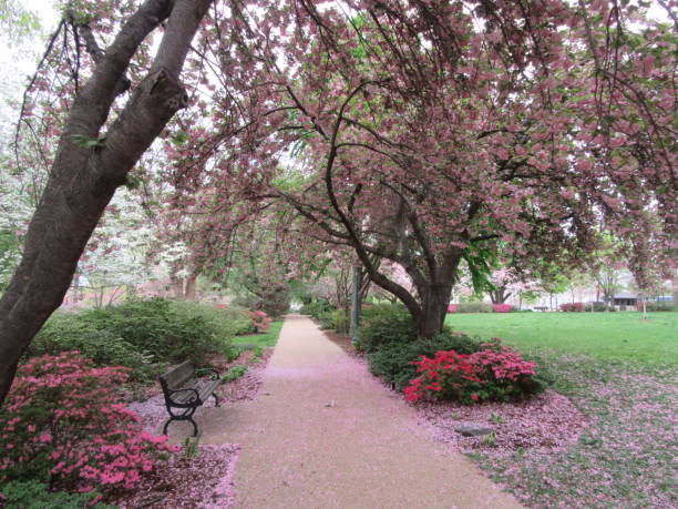 istock Cherry blossom in Washington DC 1143783632
