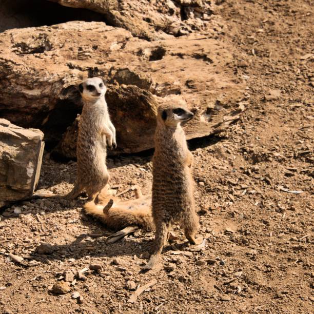 istock A picture of some Meerkats playing 1143784030