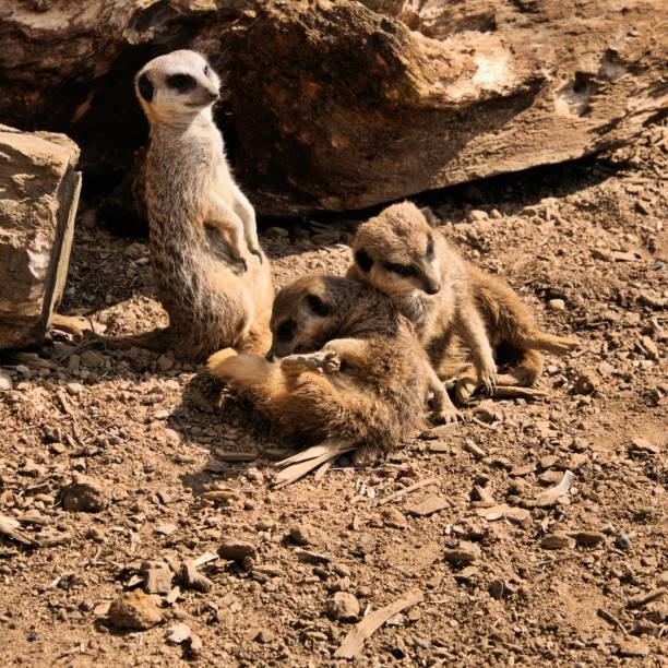 istock A picture of some Meerkats playing 1143784181
