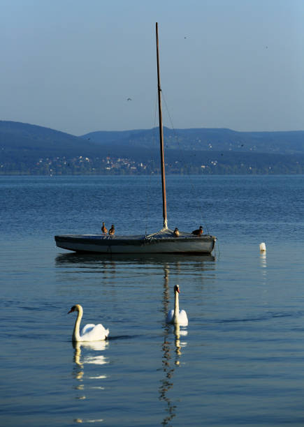 Boat float on Lake Balton with swan and birds