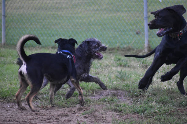 istock Three Dogs Playing in Dog Park Showing Teeth 1143785878