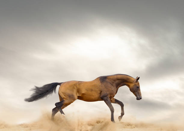 istock Akhal-teke stallion is running 1143786249