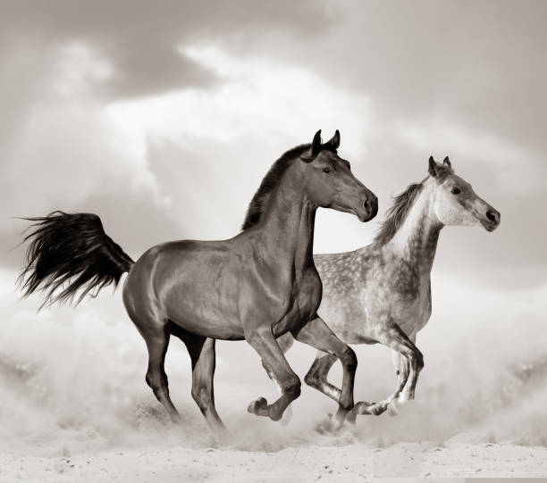 istock Beautiful arabian horse 1143786250
