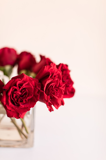 Elegant fresh Red Roses in a square glass vase in West Palm Beach, FL.