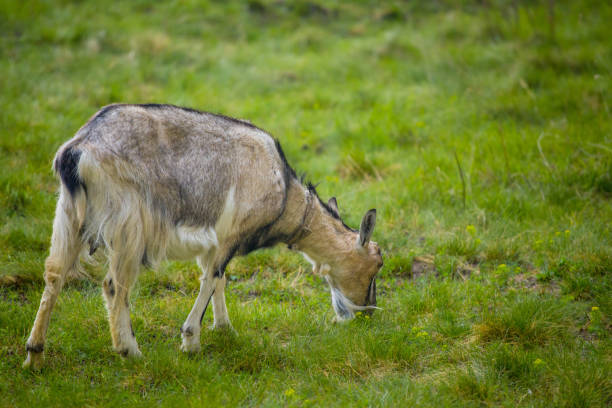 istock One brown goat standing on green grass with blurred background 1143787274