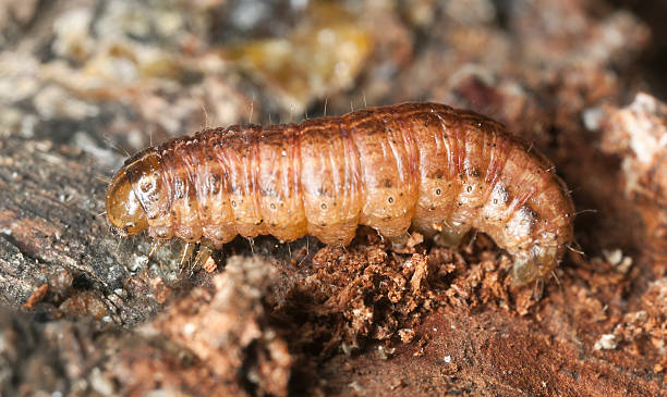 istock Moth larvae on wood, macro photo 114378728