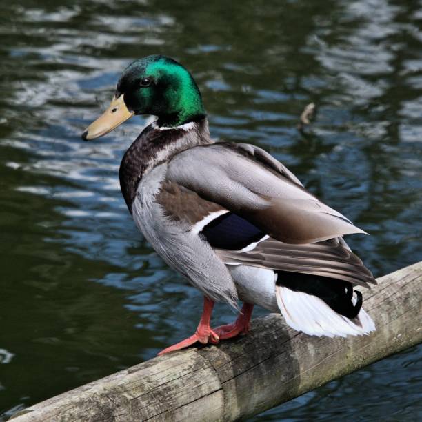 istock A picture of a Mallard Duck 1143789502