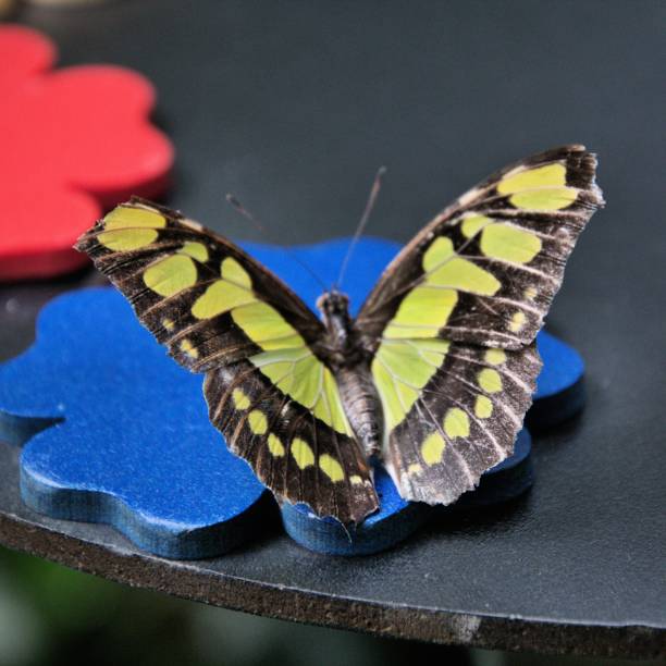 istock A picture of a Malachite Butterfly 1143789687