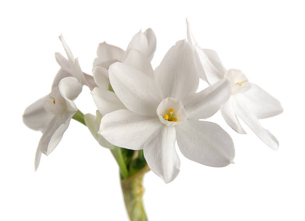 istock Paperwhite narcissus, isolated 114379020