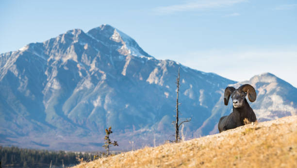 istock Bighorn rams in the Rocky Mountains 1143790397