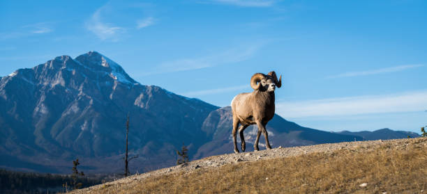 istock Bighorn rams in the Rocky Mountains 1143790453