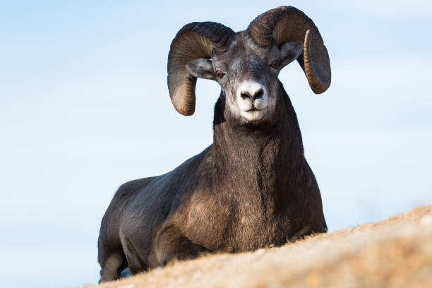 istock Bighorn rams in the Rocky Mountains 1143790619