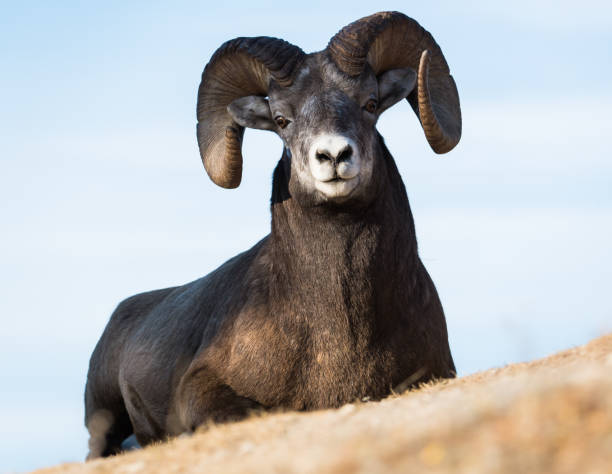 istock Bighorn rams in the Rocky Mountains 1143790750