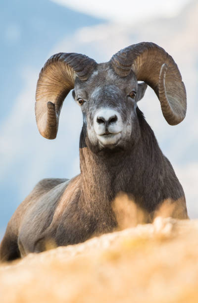 istock Bighorn rams in the Rocky Mountains 1143790800