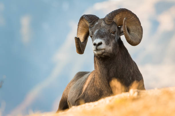 istock Bighorn rams in the Rocky Mountains 1143790852
