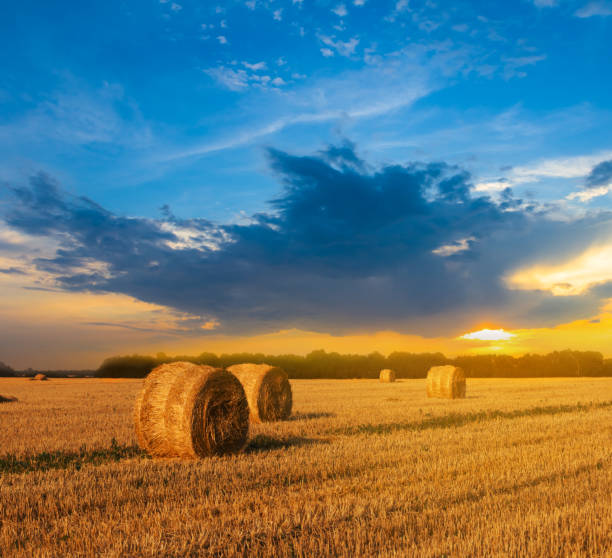 istock summer wheat field after a harvest at the sunset 1143792295