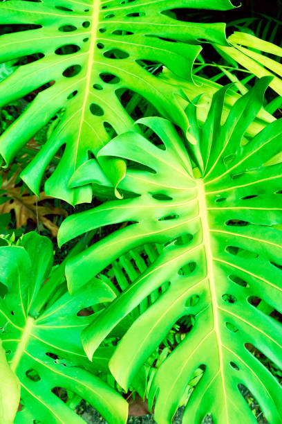 istock Philodendron monstera obliqua (Monstera deliciosa, the ceriman or swiss cheese plant) green leaf background 1143794081