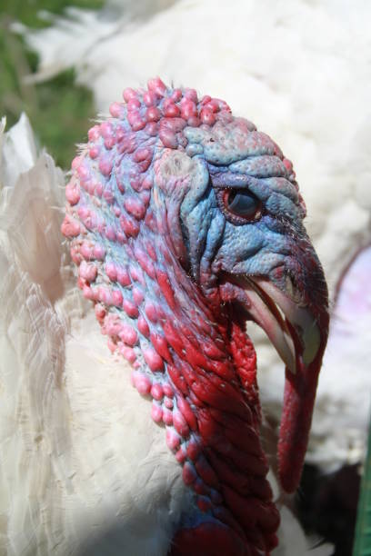 istock White turkey with blue face and glowing eye 1143794169