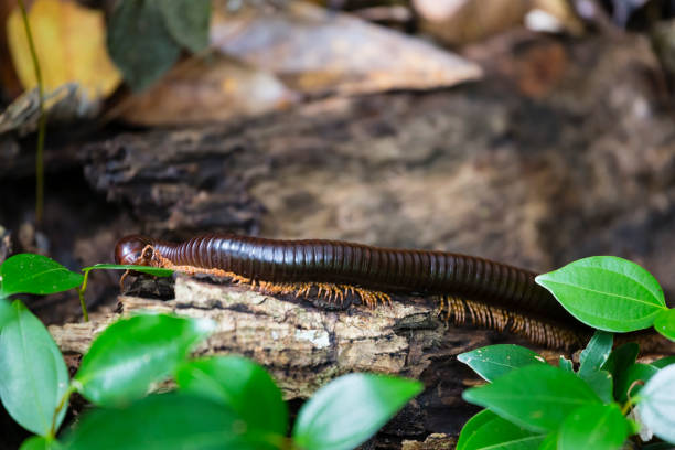 istock Seychelles giant Millipede, La Digue 1143795277