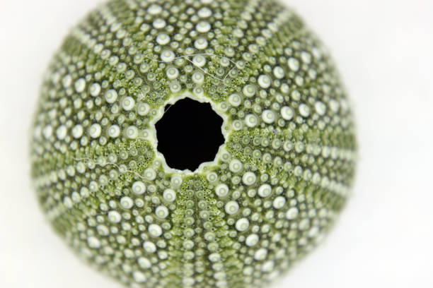 guscio di riccio di mare verde - green sea urchin immagine foto e immagini stock